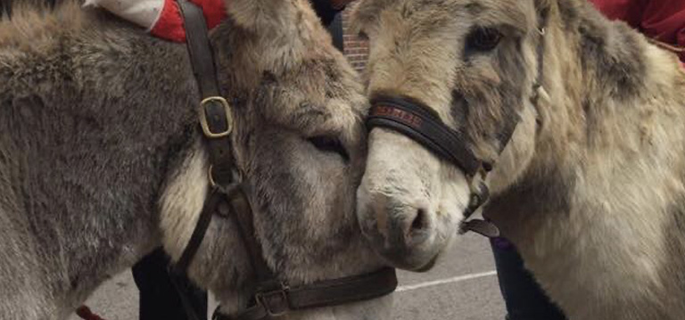 Donkey Sanctuary visit